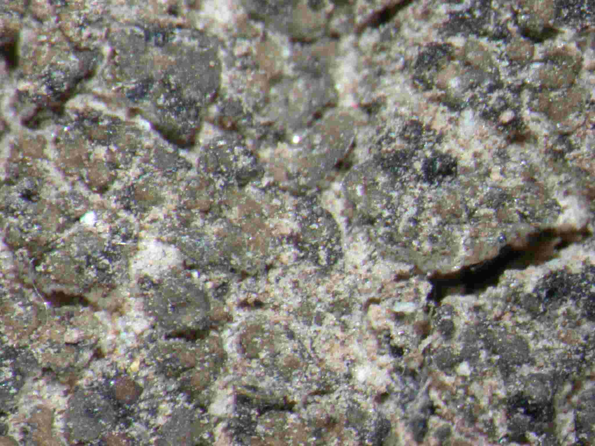 [Placidium squamulosum]